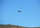 Steppearend (Aquila nipalensis)  Gerkamp bij Gurvanbulag 13-08-2016 (3)
